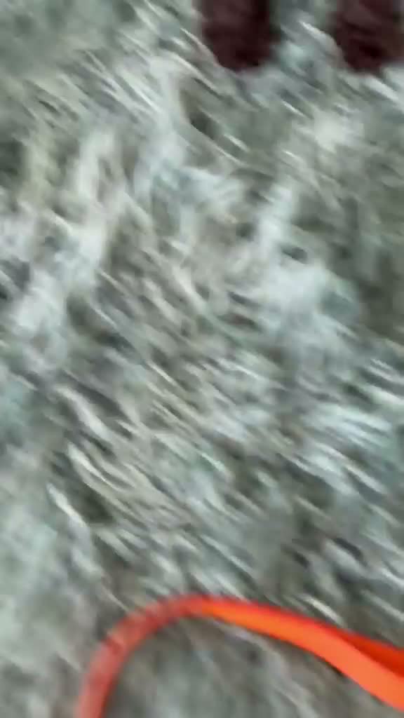 Caniche Toy perros en venta: Caniche toy - Video 1