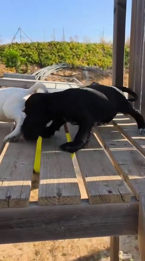 Cocker Spaniel Inglés perros en venta: Cocker spaniel ingles - Video 1