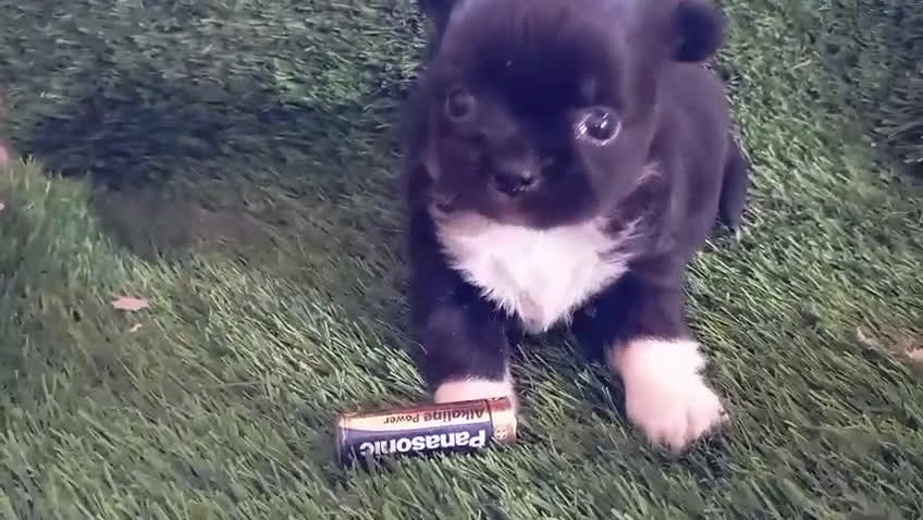 Chihuahua perros en venta: Chihuhua mini - Video 1