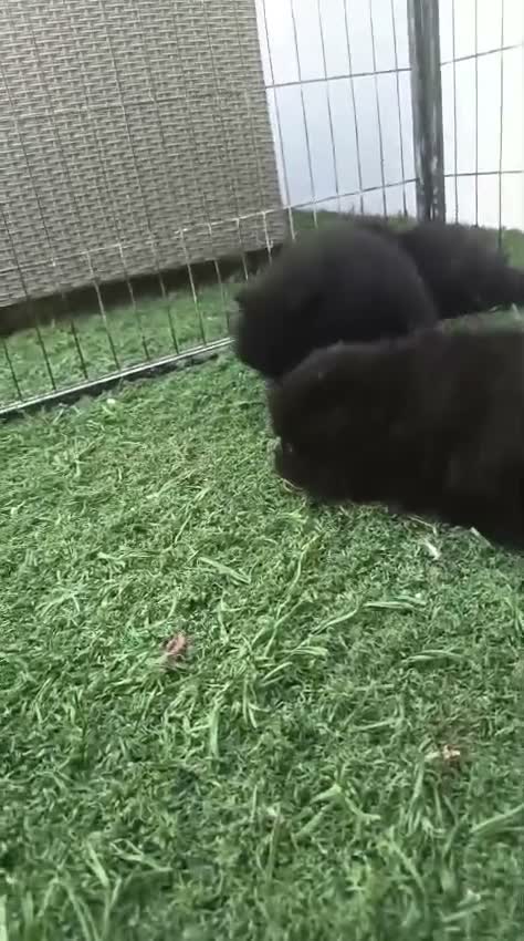 Pomerania perros en venta: Pomerania hembra  - Video 2