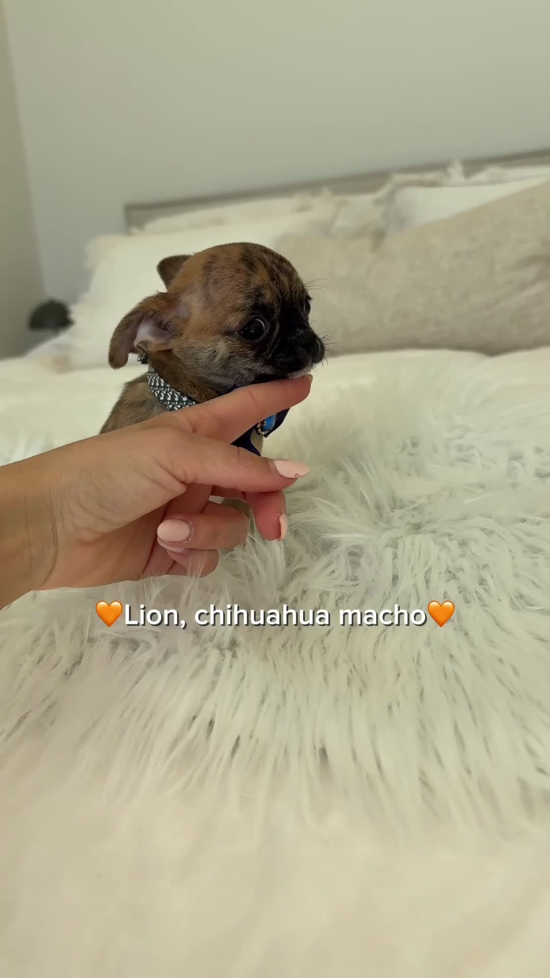 Chihuahua perros en venta: Chihuahua atigrado - Video 1