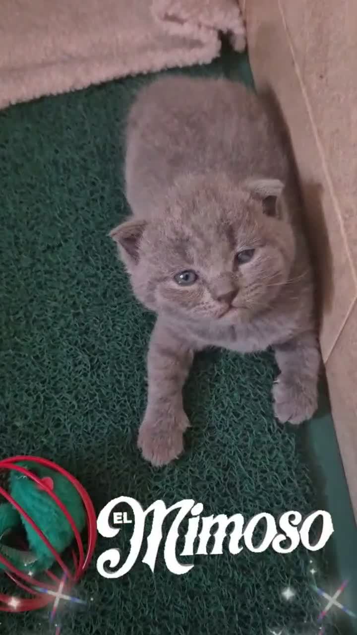 Británico de Pelo Corto gatos en venta: GATOS BRITANICO PELO CORTO  (SCOTTISH FOLD) - Video 3