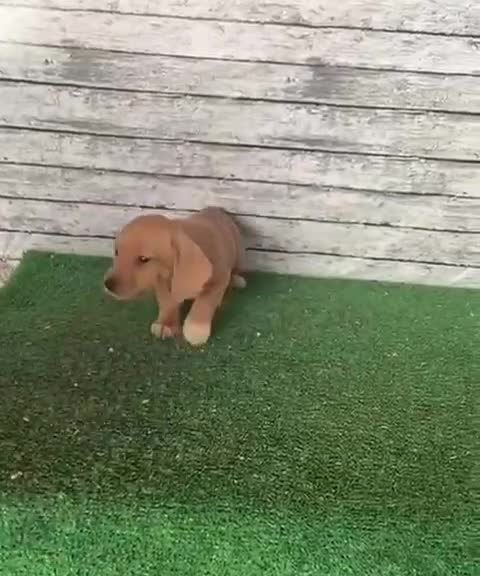 Teckel Miniatura perros en venta: Teckels kanichen dorados macho y hembra  - Video 1