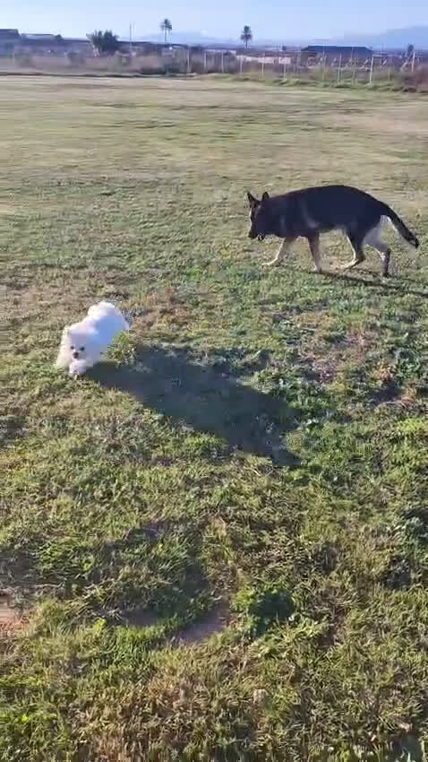 Bichón Maltés perros en venta: Bichón Maltes criado en familia - Video 1