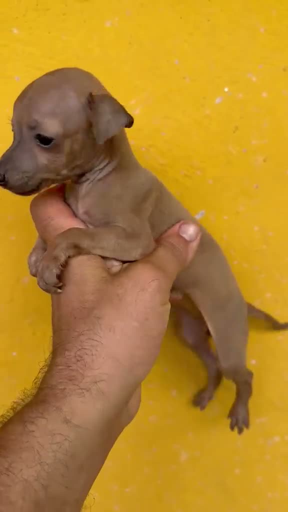 Pequeño Lebrel Italiano perros en venta: Cachorros Piccolo italiano  - Video 4