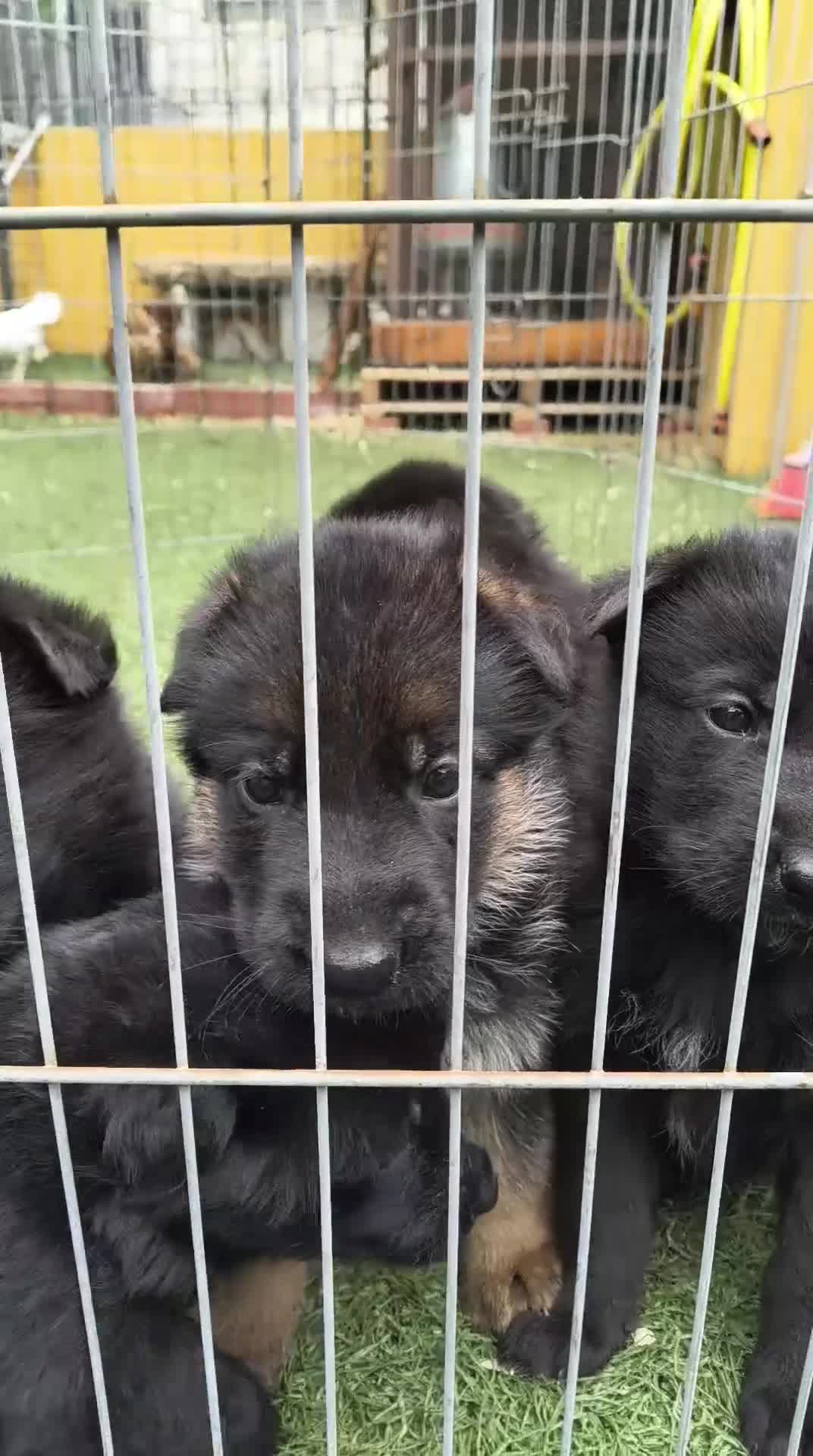 Pastor Alemán perros en venta: pastor alemán negro sólido  - Video 2