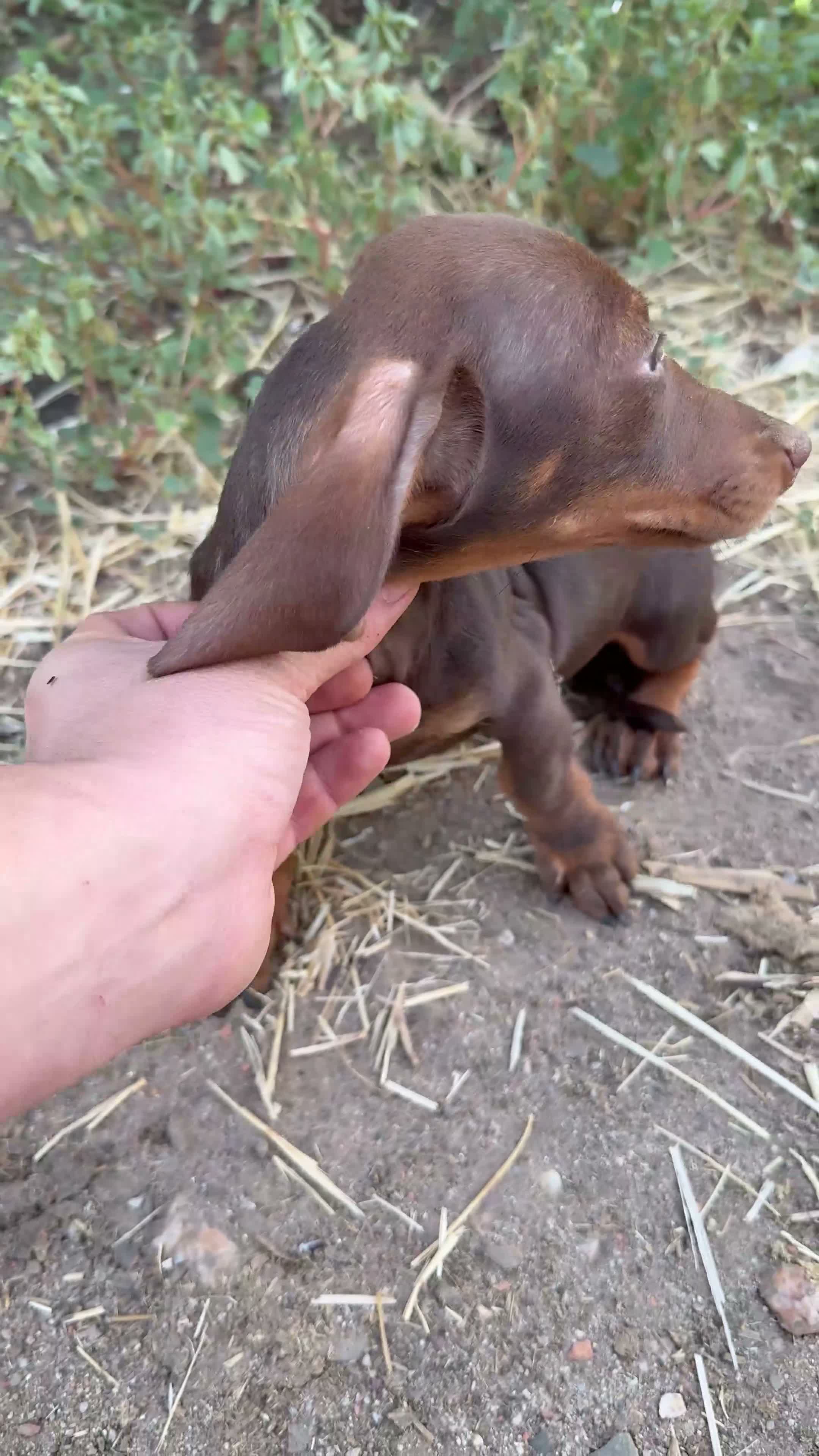 Teckel Miniatura perros en venta: Teckel miniatura - Video 1