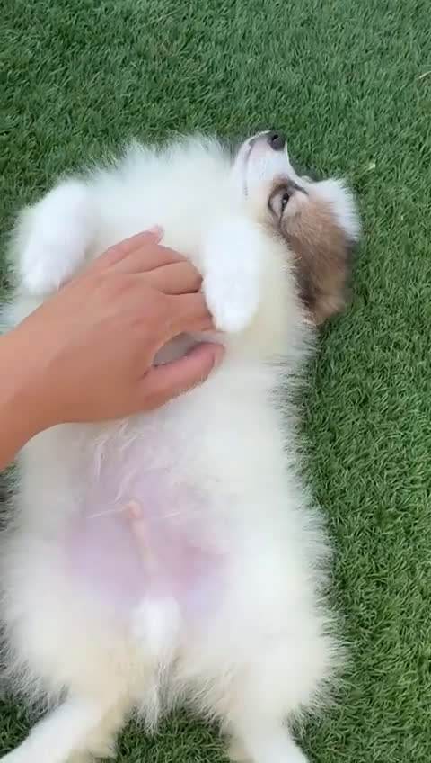 Pomerania perros en venta: POMERANIA MACHO ENVIO A TODA ESPAÑA - Video 2