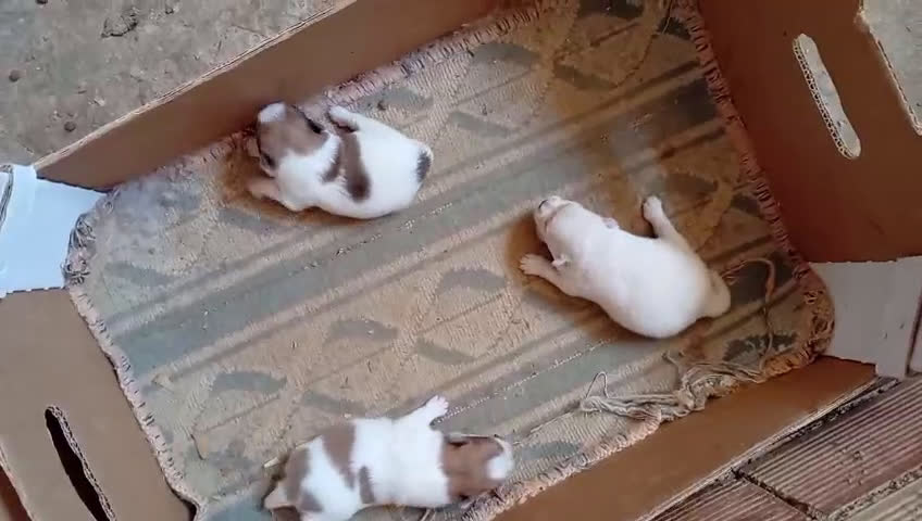 Pomerania perros en venta: Pomeranias tamaño pequeño OPORTUNIDAD  - Video 1