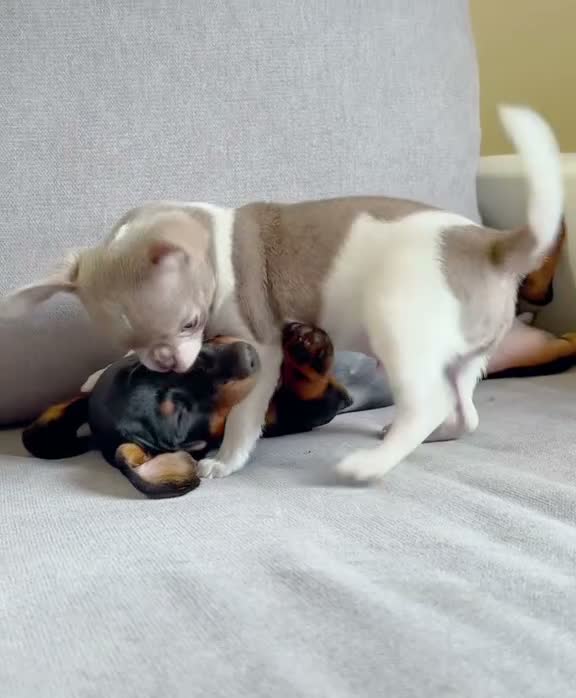 Chihuahua perros en venta: Chihuahua  - Video 1