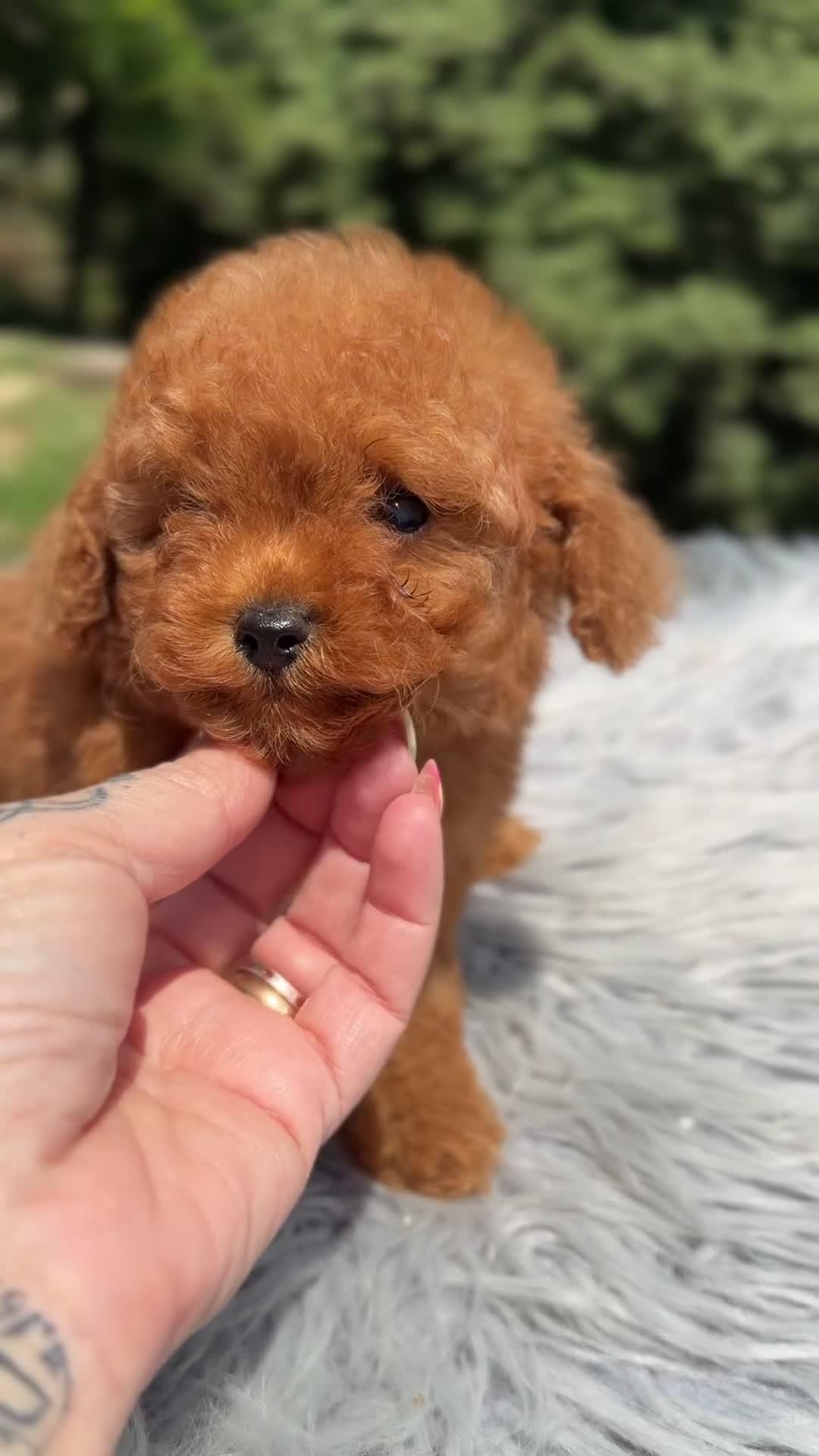 Caniche Toy perros en venta: Caniche macho rojo pimentón  - Video 1