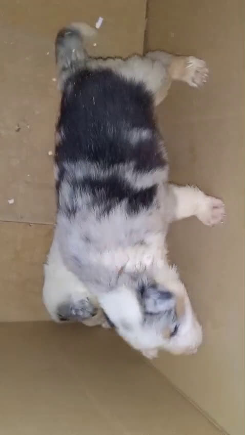 Border Collie perros en venta: Bordér collie  - Video 1