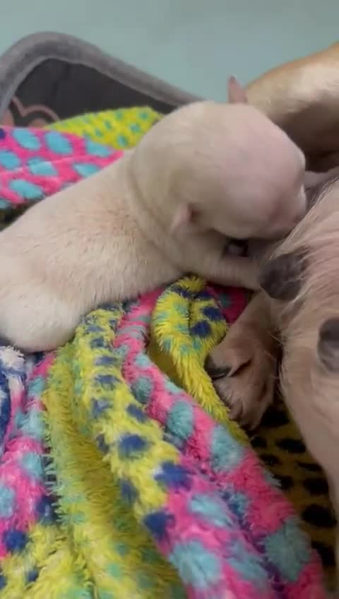 Chihuahua perros en venta: Chihuahua  - Video 1