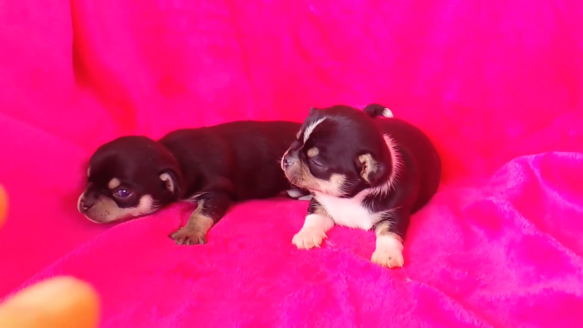 Chihuahua perros en venta: Chihuahua Blue - Video 1