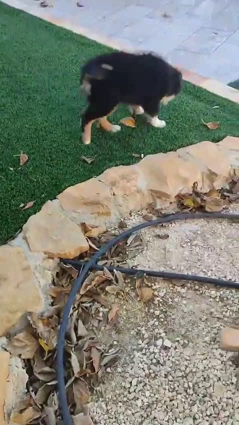 Pastor Australiano perros en venta: PASTOR AUSTRALIANO MINI - Video 1