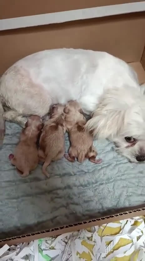 Maltipoo perros en venta: MALTIPOO - Video 1