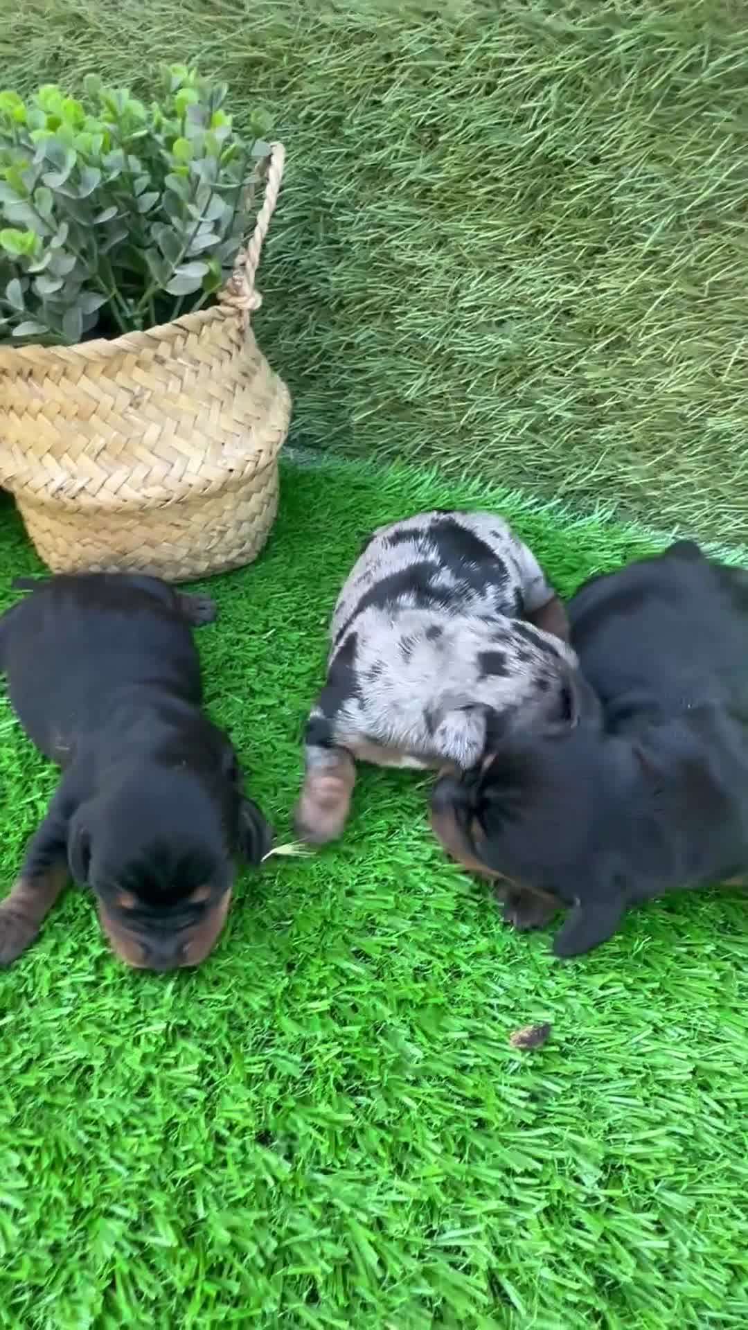 Teckel perros en venta: Espectaculares Teckel - Video 1
