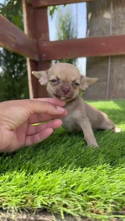 Chihuahua perros en venta: CHIHUAHUA MACHO  - Video 2