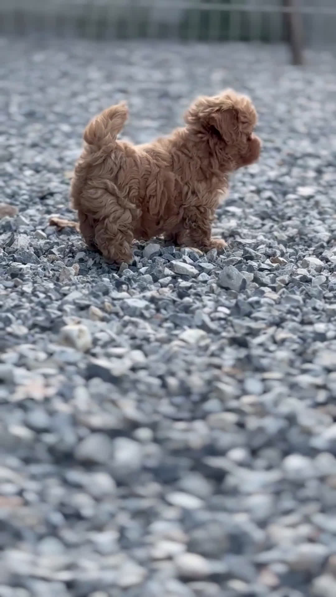 Maltipoo perros en venta: YUKI UNA PEQUEÑA MALTIPOO CON ENCANTO - Video 1