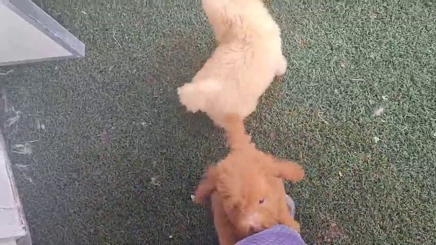 Caniche Toy perros en venta: Caniche Toy - Video 1