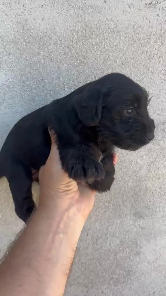 Schnauzer Miniatura perros en venta: Schnauzer miniatura - Video 1