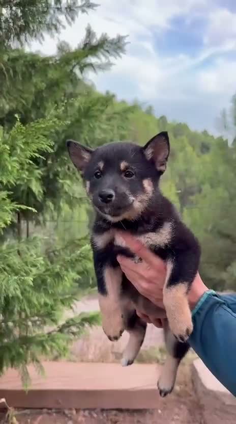 Shiba Inu perros en venta: Cachorros de Shiba Inu en Barcelona - Video 1