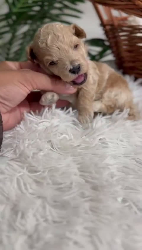 Maltipoo perros en venta: MALTIPOO HEMBRA - Video 2