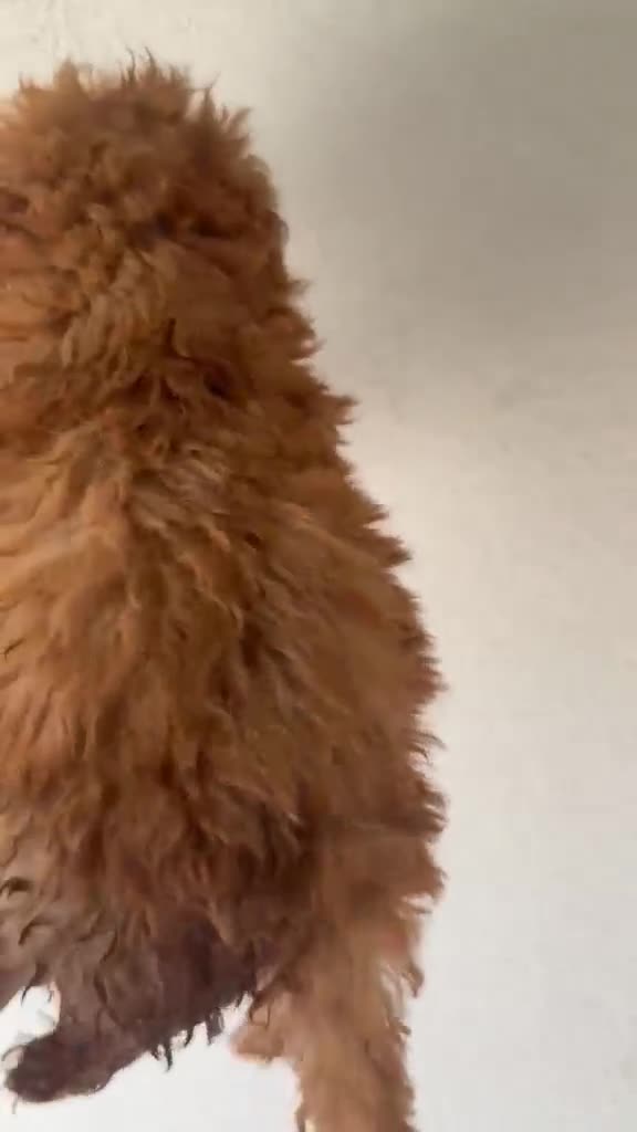 Caniche Toy perros en venta: Caniche Toy  - Video 3