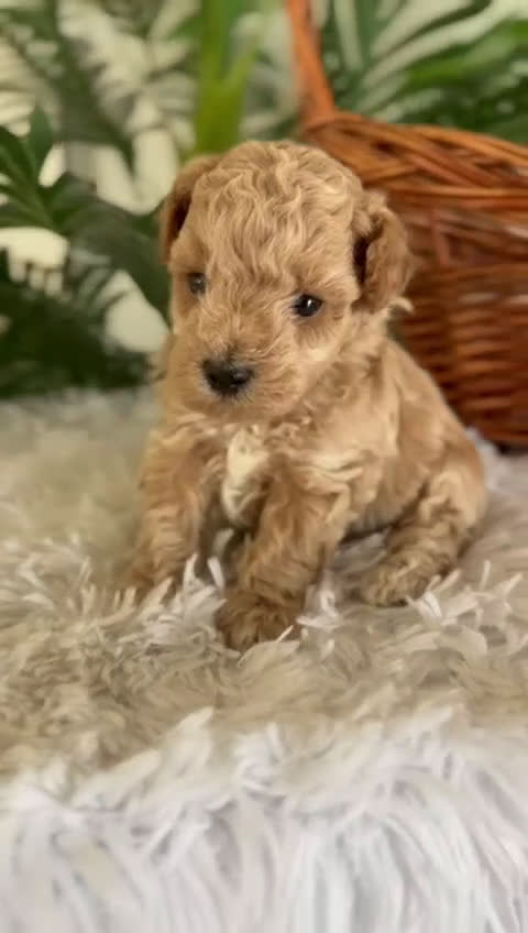 Caniche Toy perros en venta: CANICHE TOY - Video 1