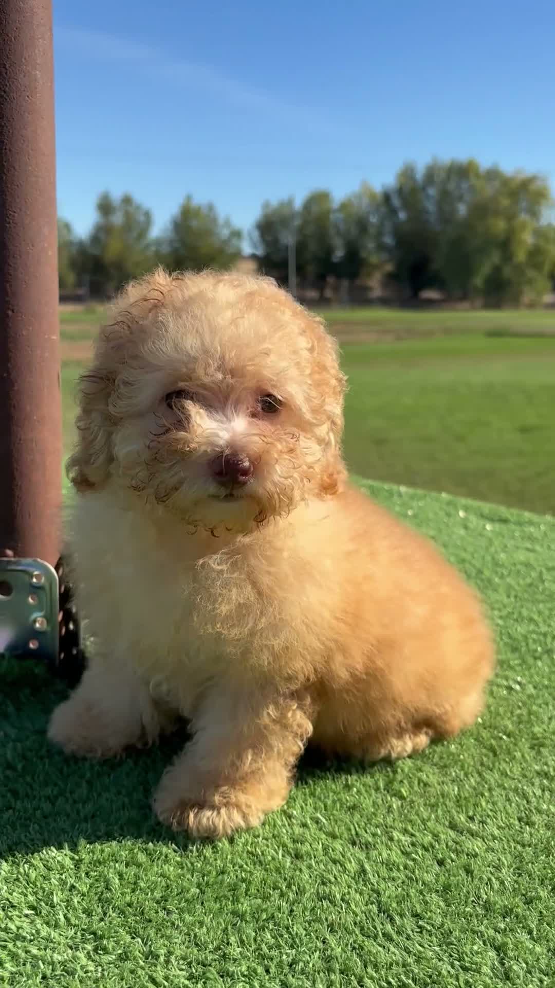 Caniche Toy perros en venta: CANICHE TOY  - Video 1