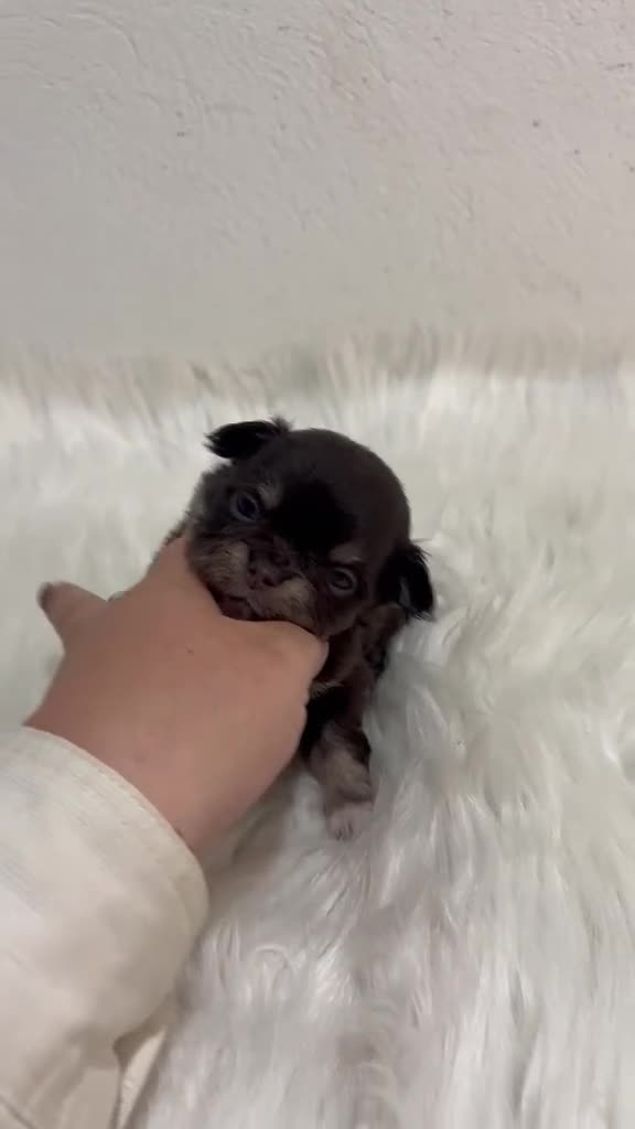 Chihuahua perros en venta: CHIHUAHUA MINI TOY PELO LARGO CHOCOLATE - Video 1