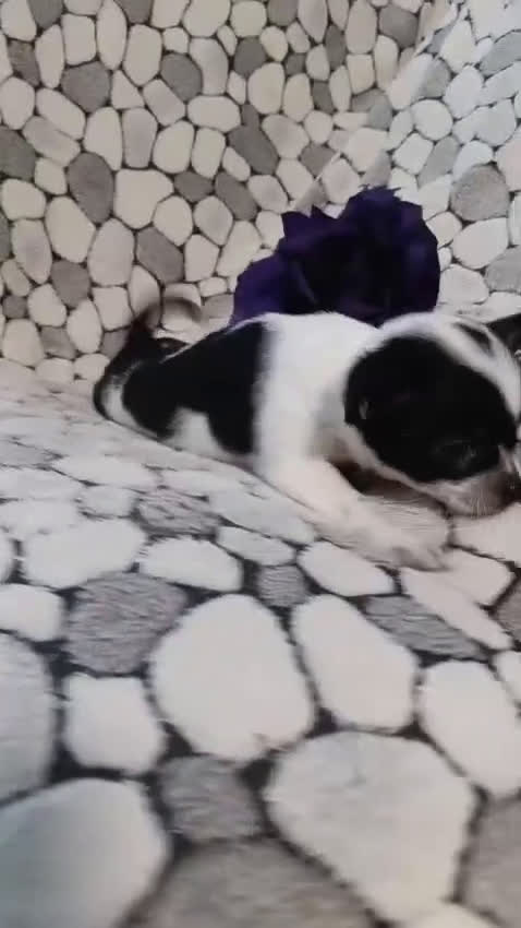 Chihuahua perros en venta: Chihuhuas toy - Video 3