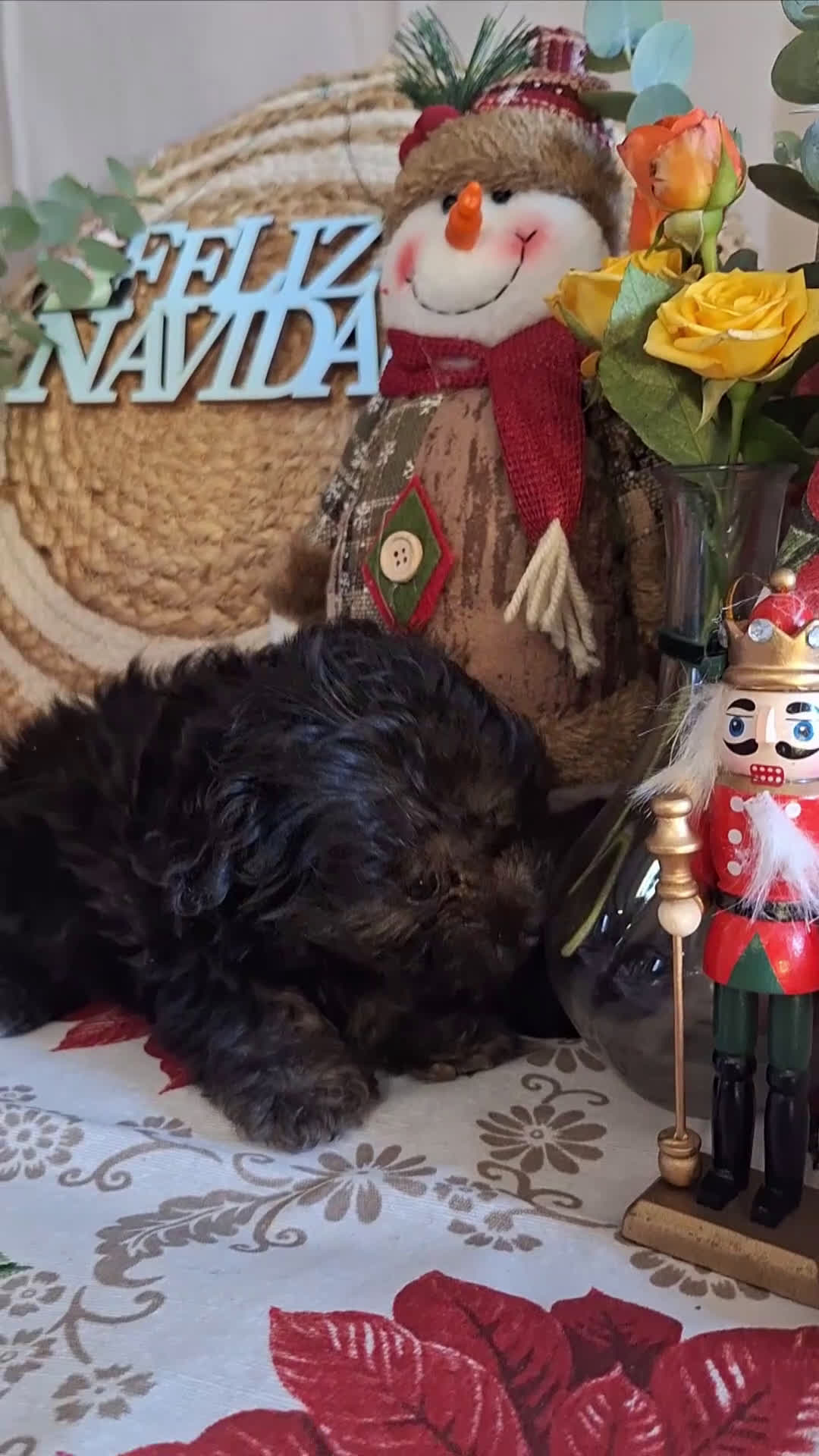 Maltipoo perros en venta: MALTIPOO TOY - Video 2