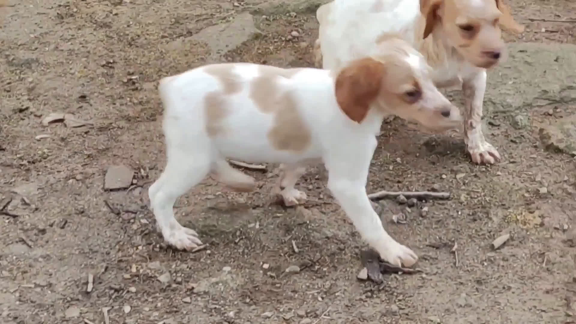 Épagneul Breton perros en venta: CACHORRAS EPAGNEUL BRETON  - Video 3
