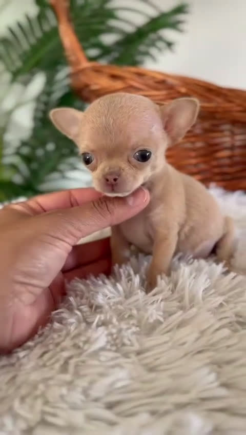 Chihuahua perros en venta: CHIHUAHUA HEMBRA - Video 1