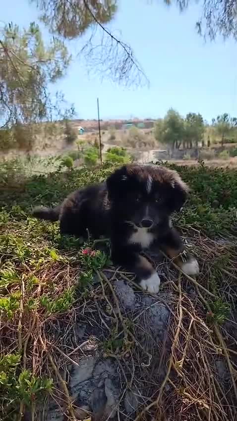 Pastor Miniatura Americano perros en venta: PASTOR AMERICANO MINIATURA  - Video 1