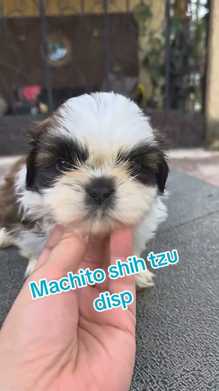 Shih Tzu perros en venta: Machitos shih tzus  - Video 2