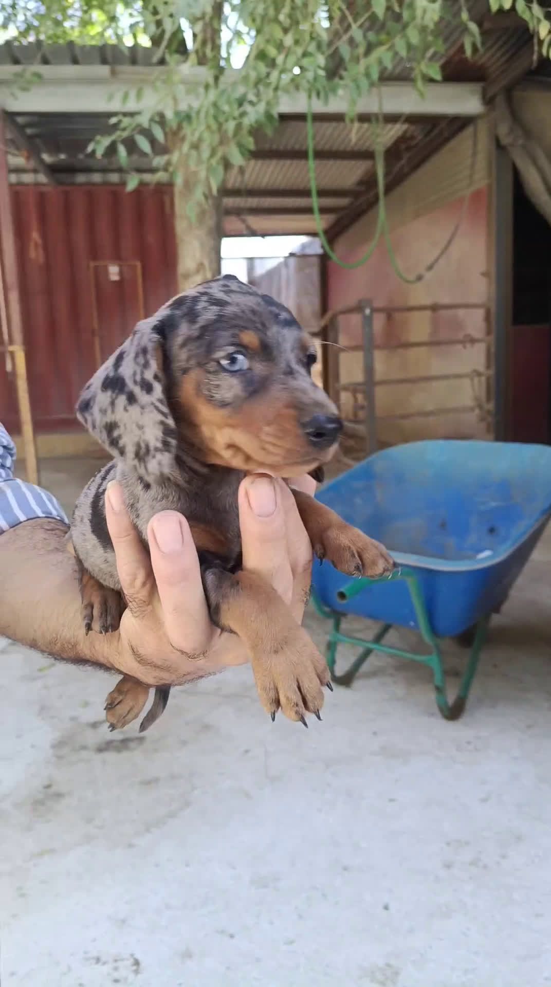 Teckel perros en venta: Teckel con un ojo azul  - Video 1