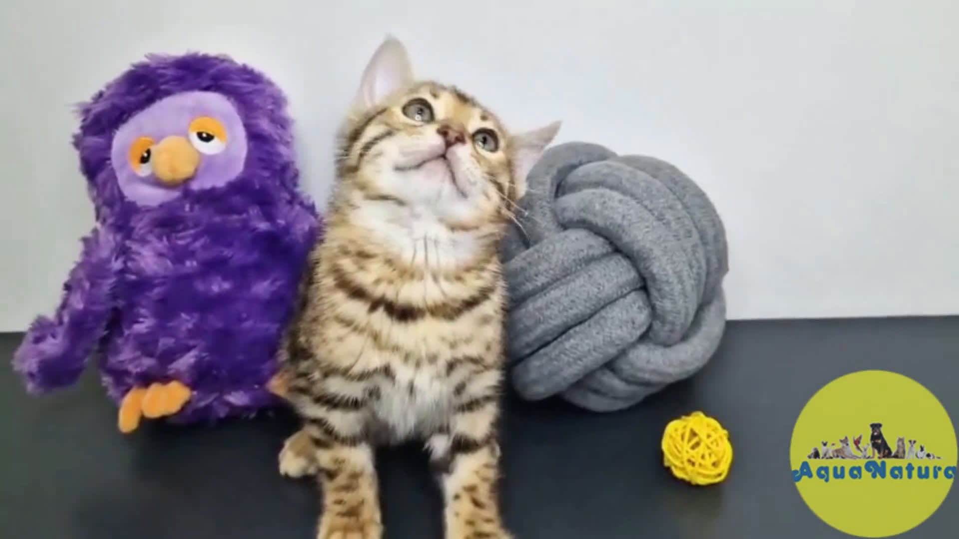 Bengalí gatos en venta: Bengali Hembra 1822 - AQUANATURA en Barcelona - Video 1