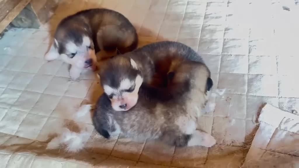 Alaskan Malamute perros en venta: Alaskan Malamute  - Video 2