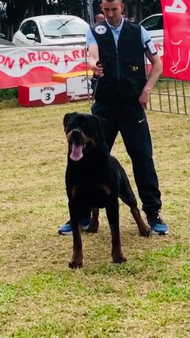 Rottweiler perros en venta: venta de cachorros en Barcelona - Video 1