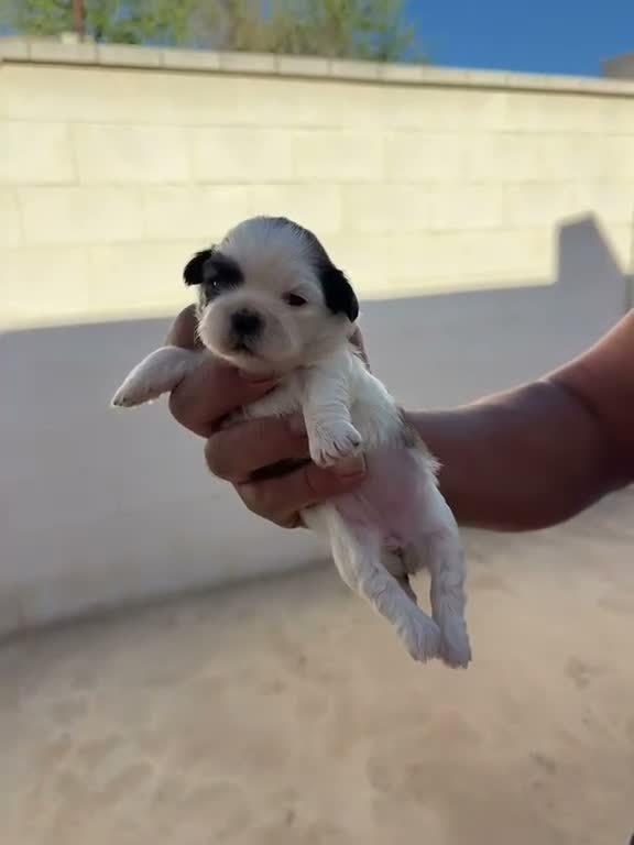 Shih Tzu perros en venta: Shih Tzu - Video 4