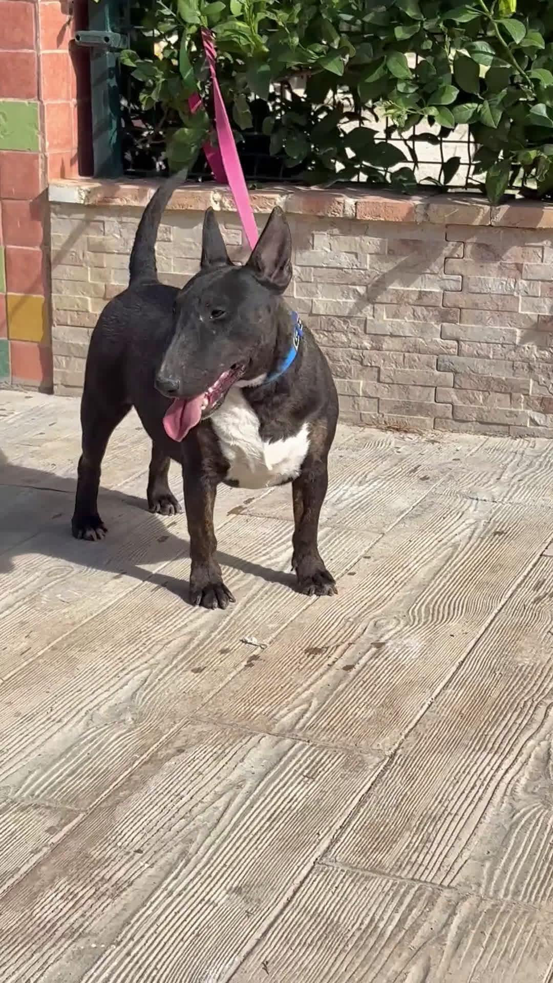 Bull Terrier Miniatura perros en venta: Hembra bull terrier mini pedigree  - Video 1