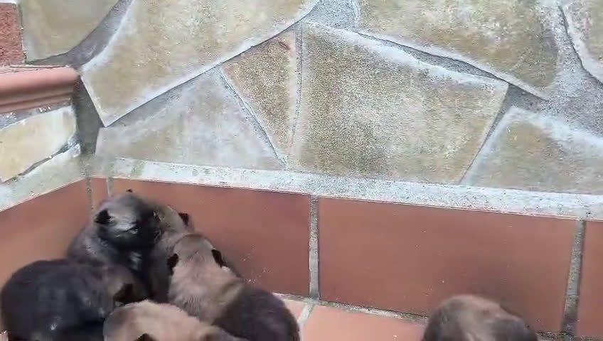 Pomerania perros en venta: POMERANIA - Video 1