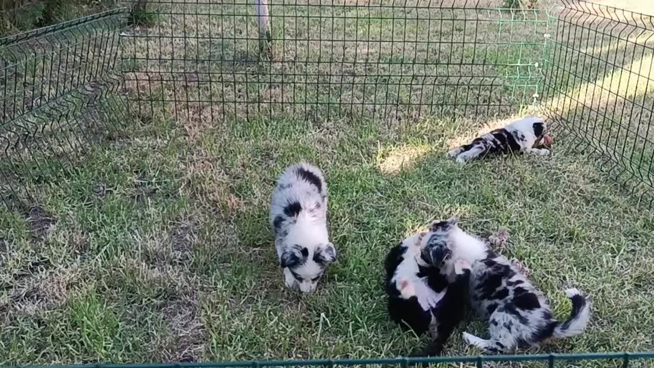 Border Collie perros en venta: camada de border collie  - Video 3