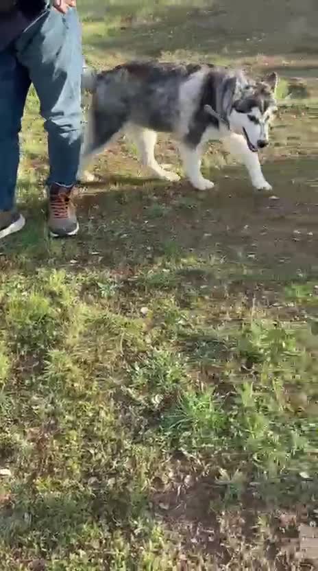 Husky Siberiano perros en venta: Husky Siberiano - Video 1