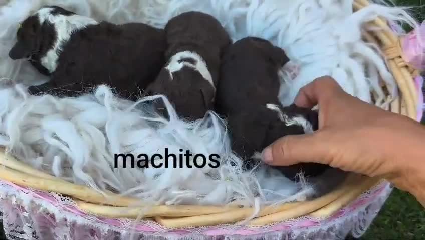 Perro de Agua Español perros en venta: Perros de agua  - Video 1