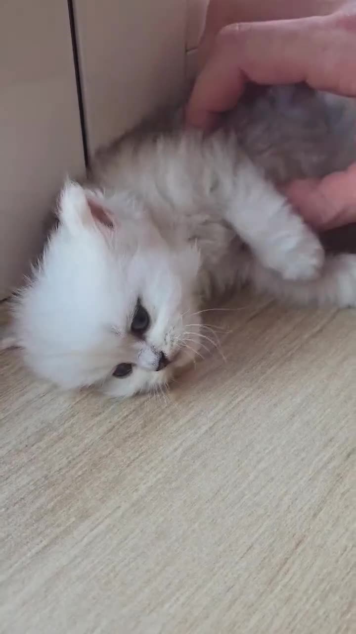 Persa gatos en venta: Gatos persas chinchilla silver  - Video 1