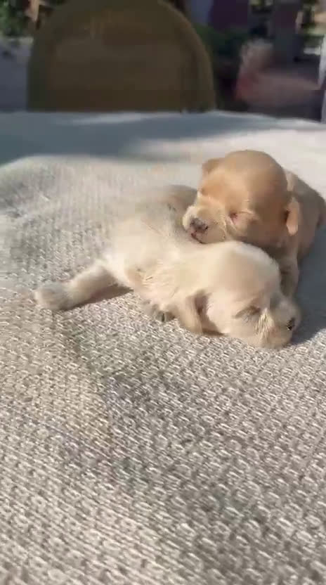 Maltipoo perros en venta: Maltipoo disponibles para el 8 de enero  - Video 1