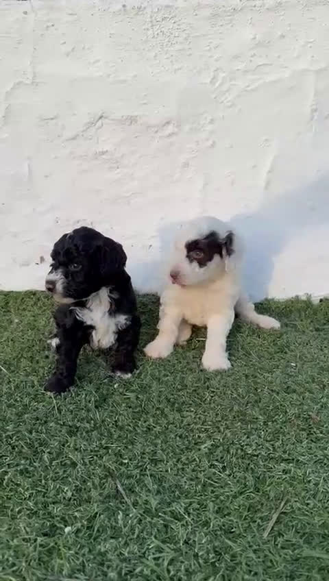 Perro de Agua Español perros en venta: Perro de agua!!? - Video 2